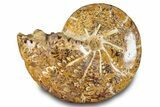 Jurassic Ammonite (Phylloceras) Fossil - Madagascar #283443-1